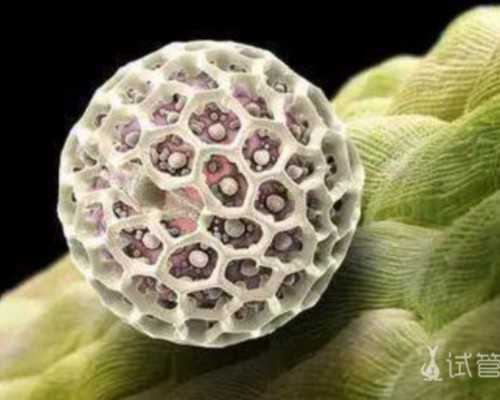 北京代生医院包成功,北京生殖中心供卵试管婴儿，北京301医院试管费用是多少